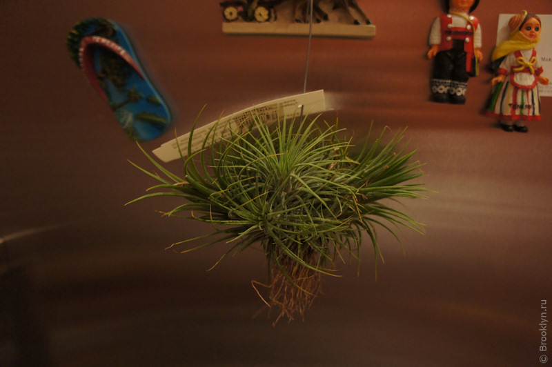 Air plant @home