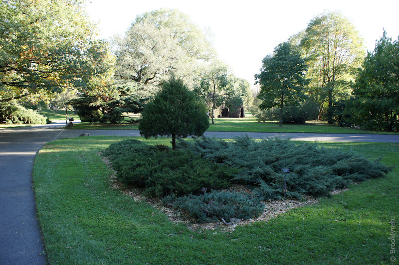 Brooklyn Botanical Garden